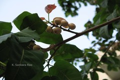 Ficus virens
